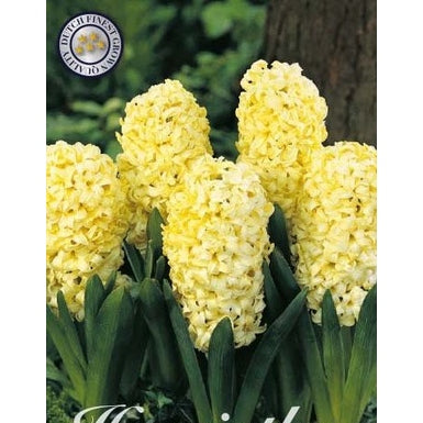 Hyacint 'City of Haarlem' 5-pack